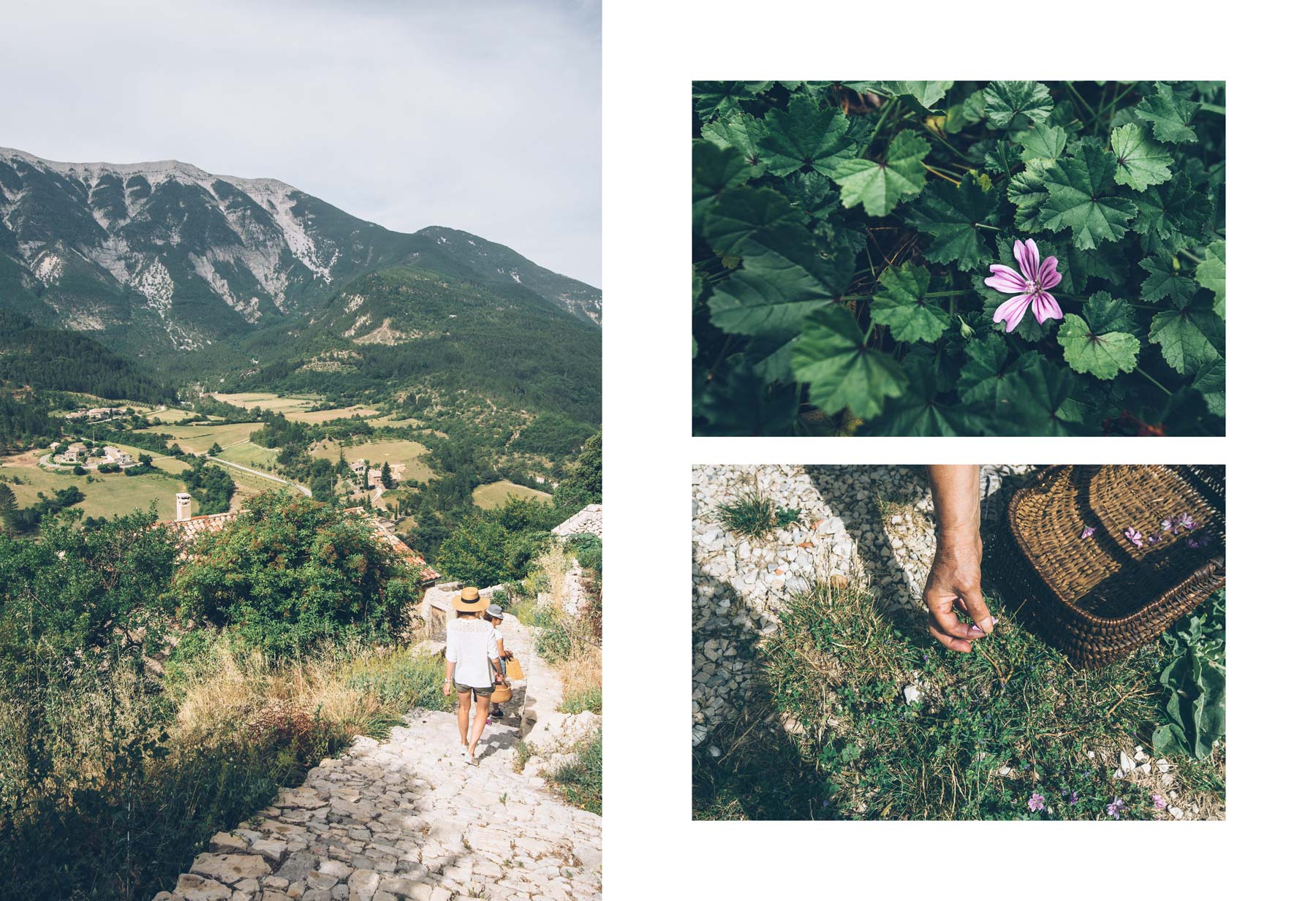 Brantes, cueillette de fleurs sauvages