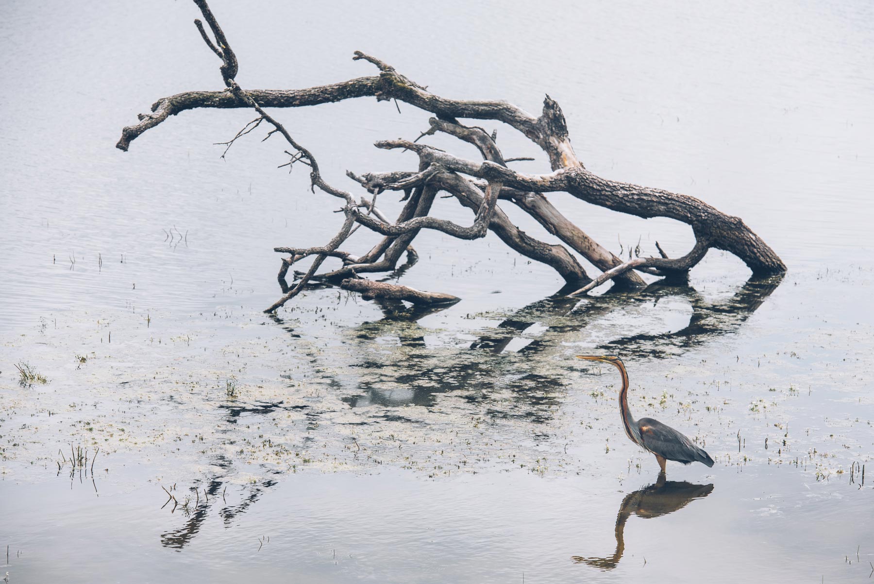 Heron, Parc de la Brenne, Réserve de Chérine