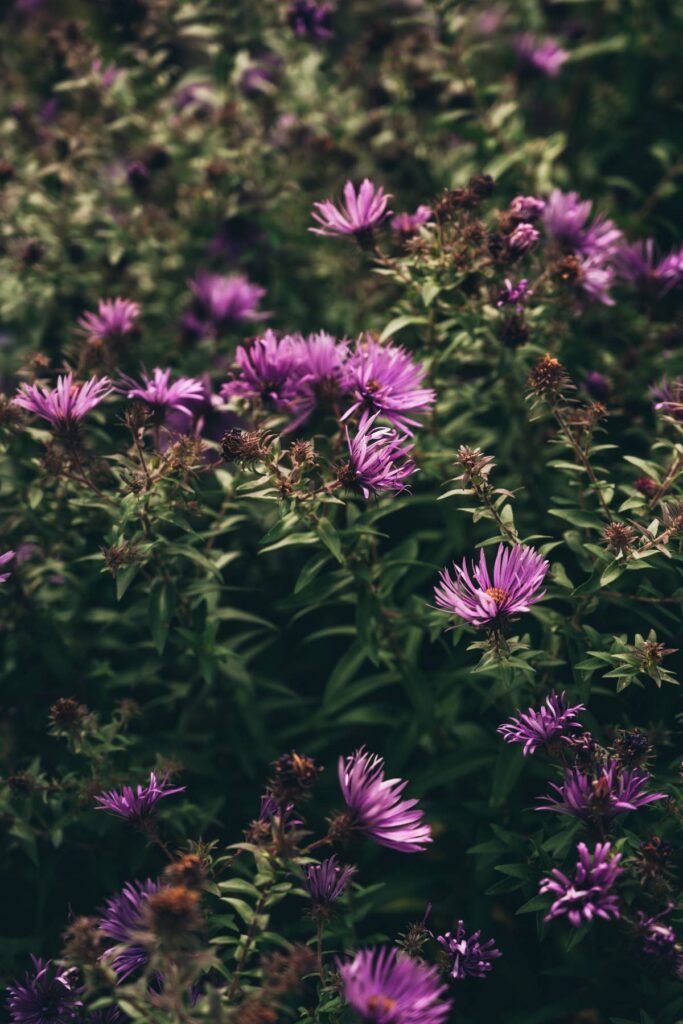 Les Jardins des Hurlevents