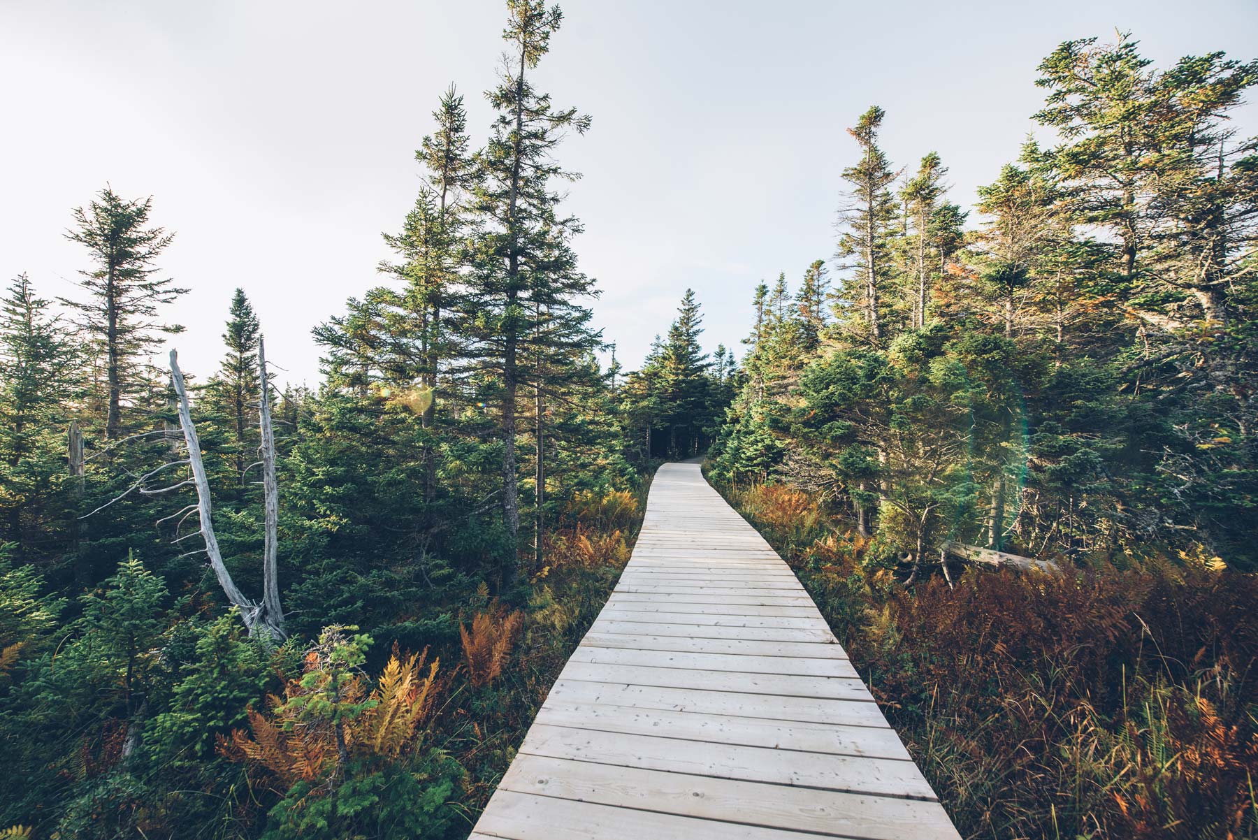 Skyline Trail, Canada