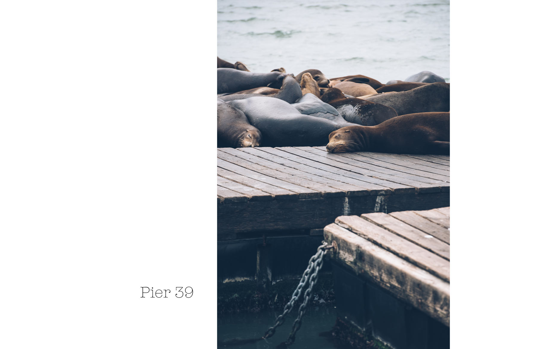 Les otaries sur le pier 39, San Francisco, USA