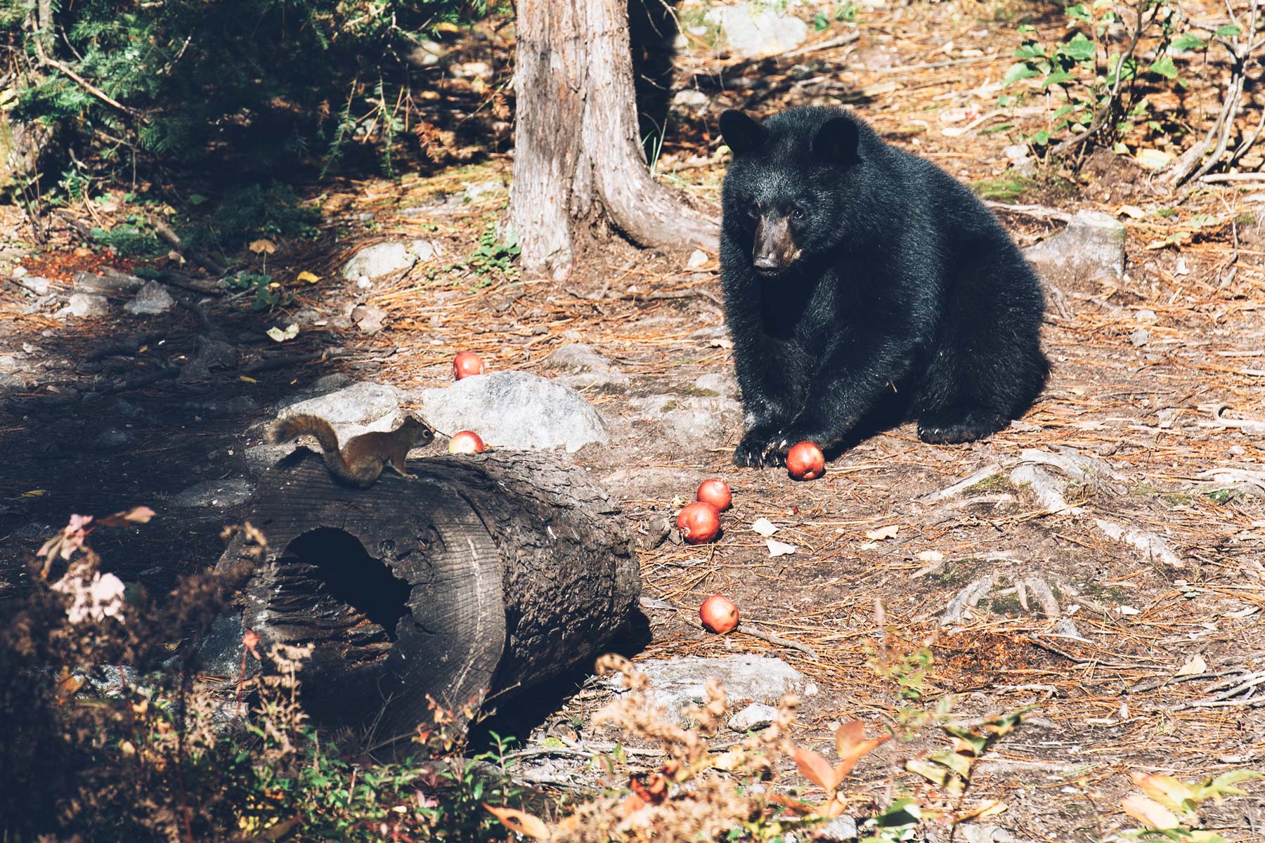 Ours Noir, Charlevoix