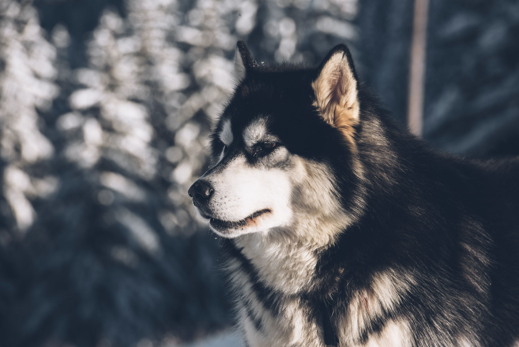 Chien de traineau Avoriaz