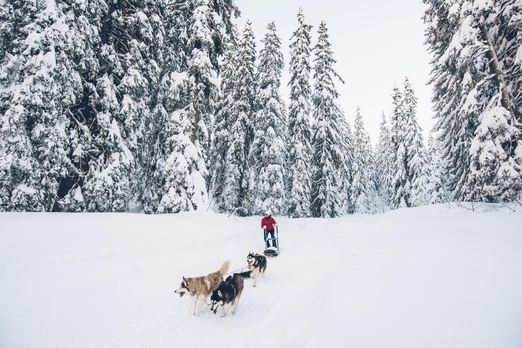 Conduire un traineau de chiens, Avoriaz