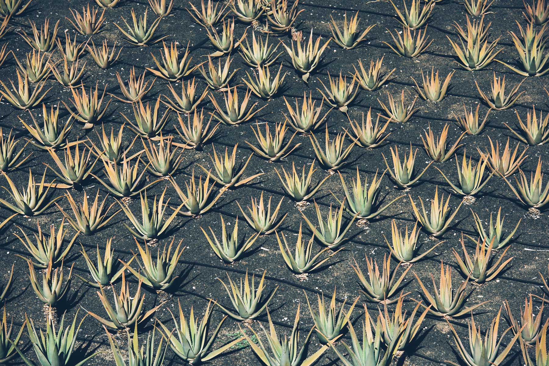 Aloe Vera, Lanzarote, Canaries