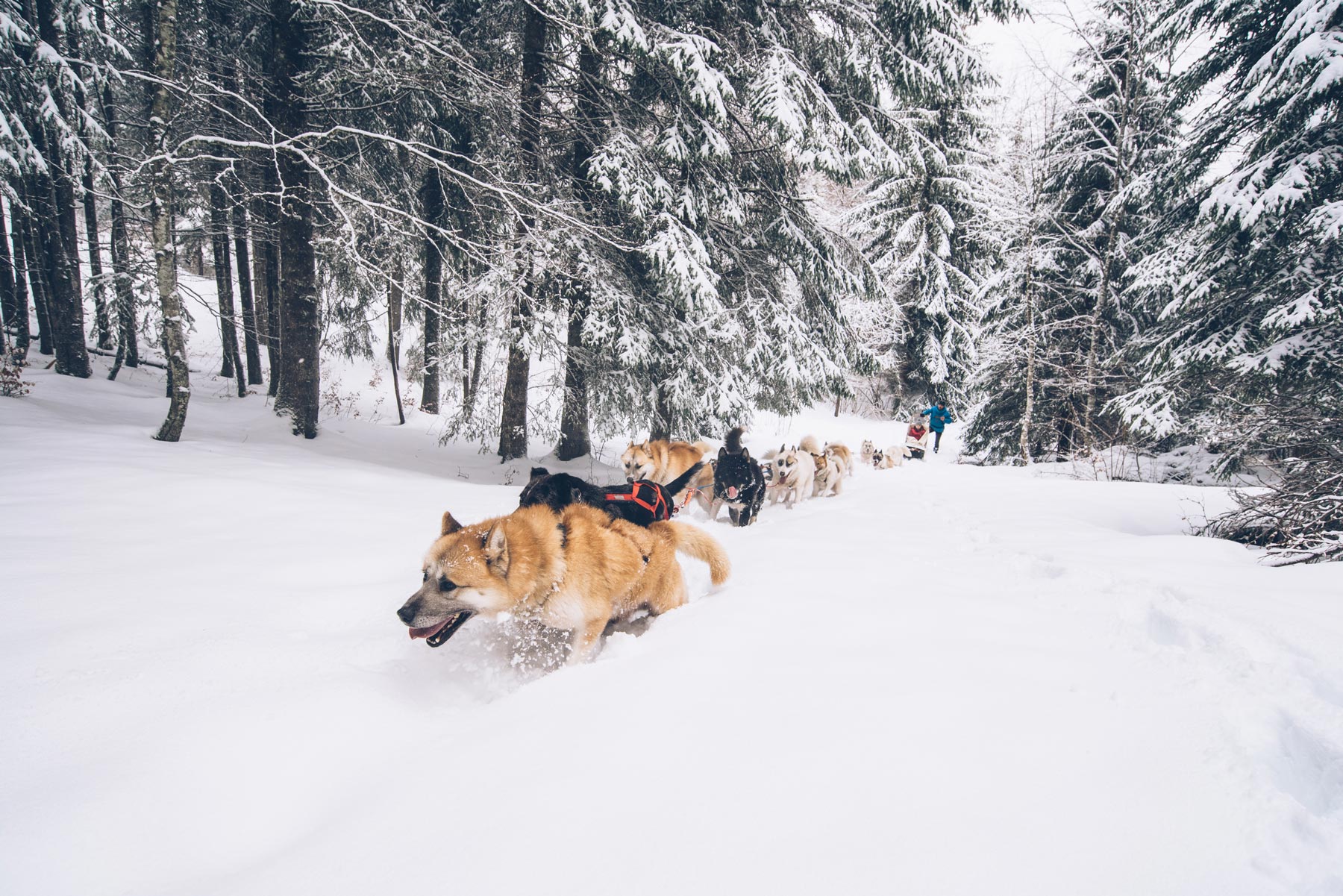 Chiens de traineau dans le Jura