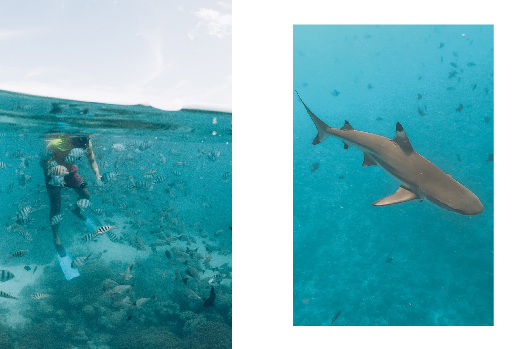 Snorkeling, Rangiroa, Polynésie Française