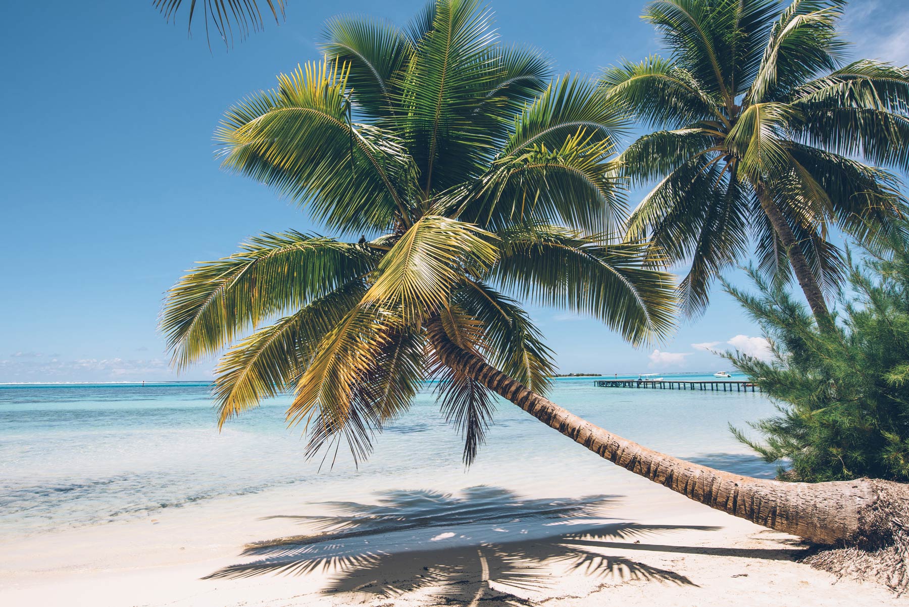 Tipanier, Moorea, Polynésie Française