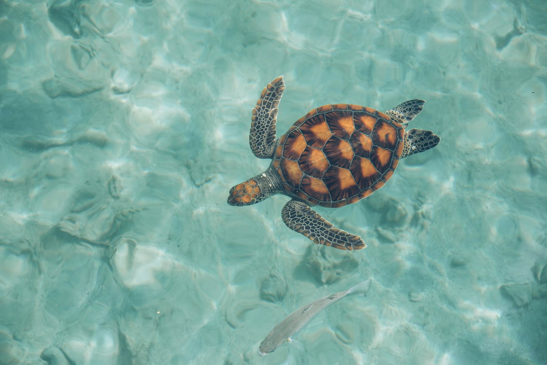 Centre des tortues, Moorea, Polynésie Française