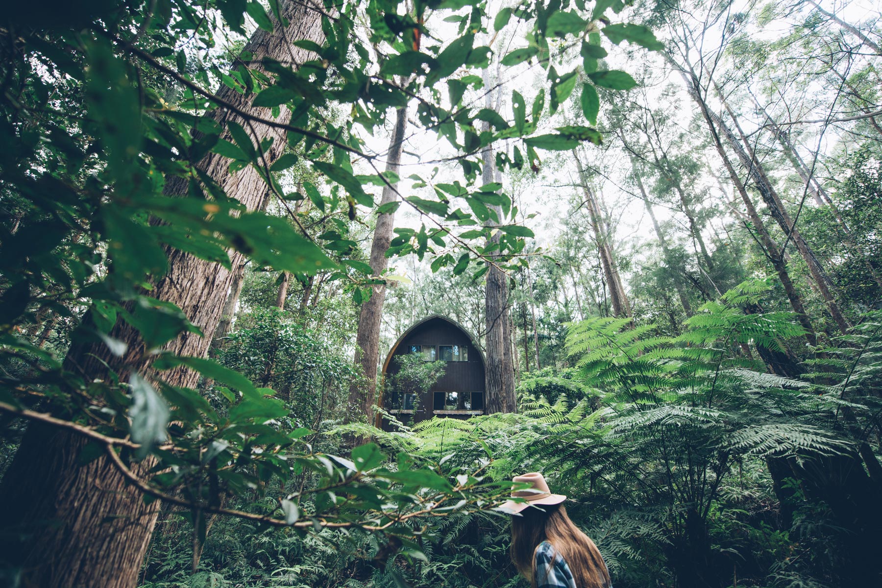 Springbrook National Park, Cabane au milieu de la forêt