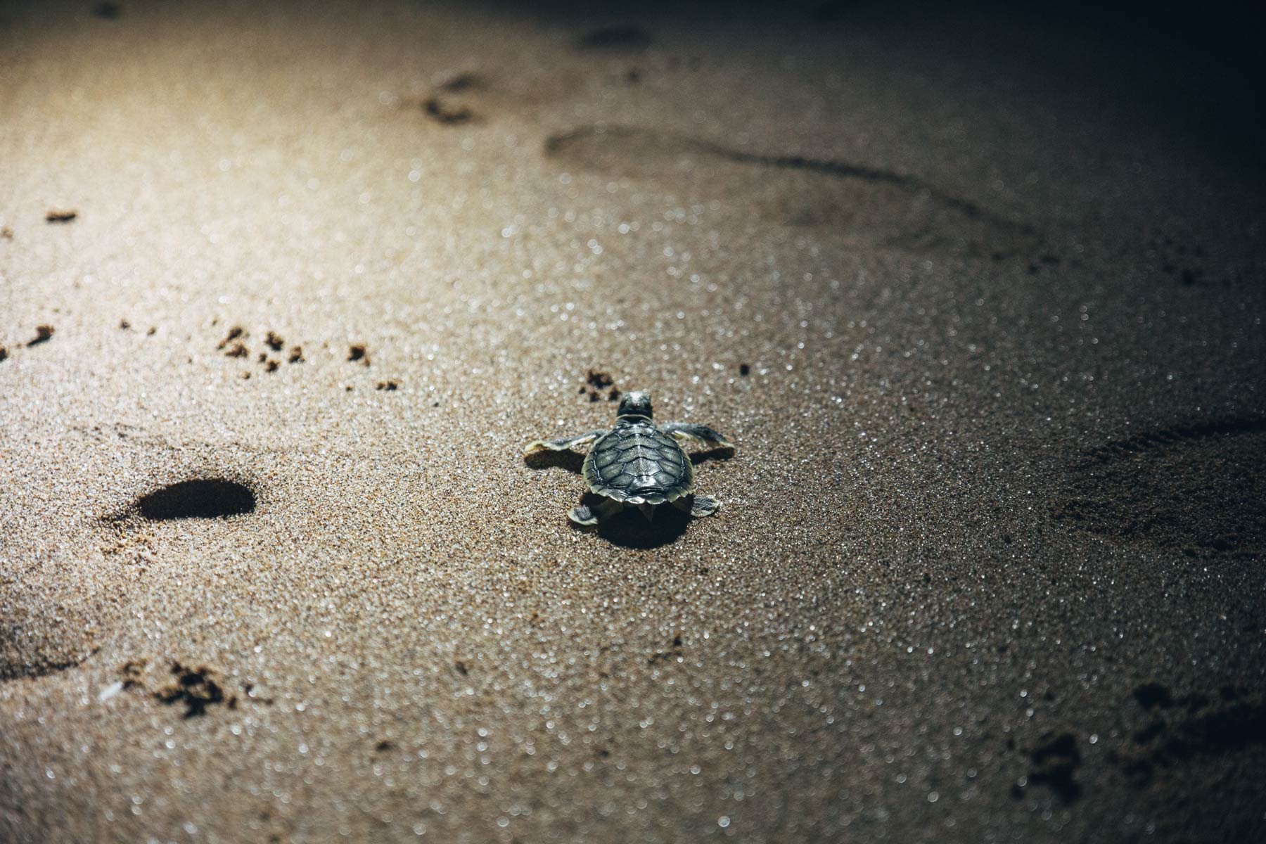 Pour voir les bébés tortues: Mon Repos, Queensland