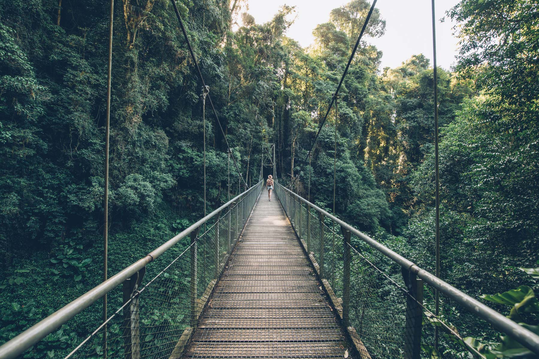 Dorrigo NP, NSW