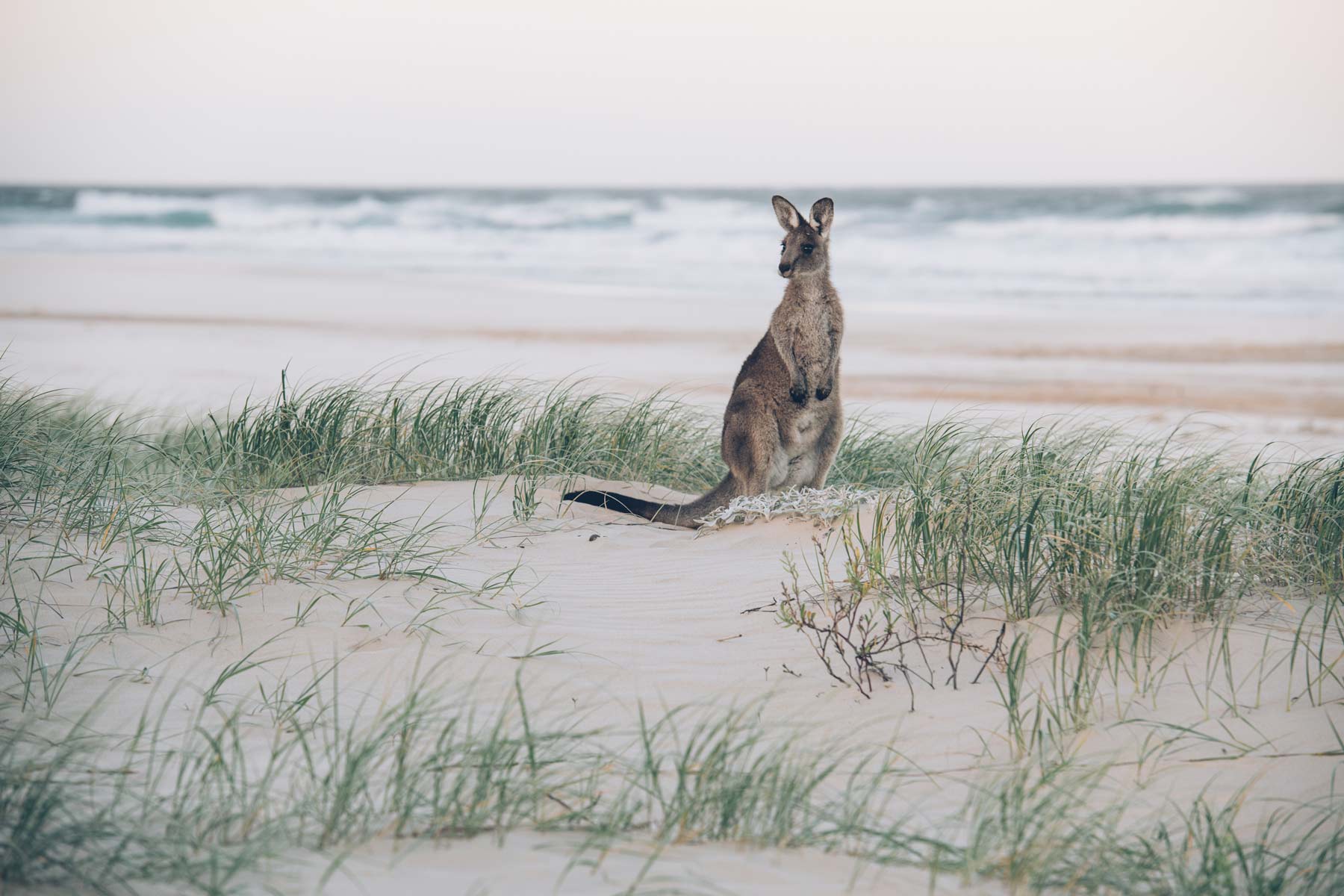 Smoky Cape Campground, NSW