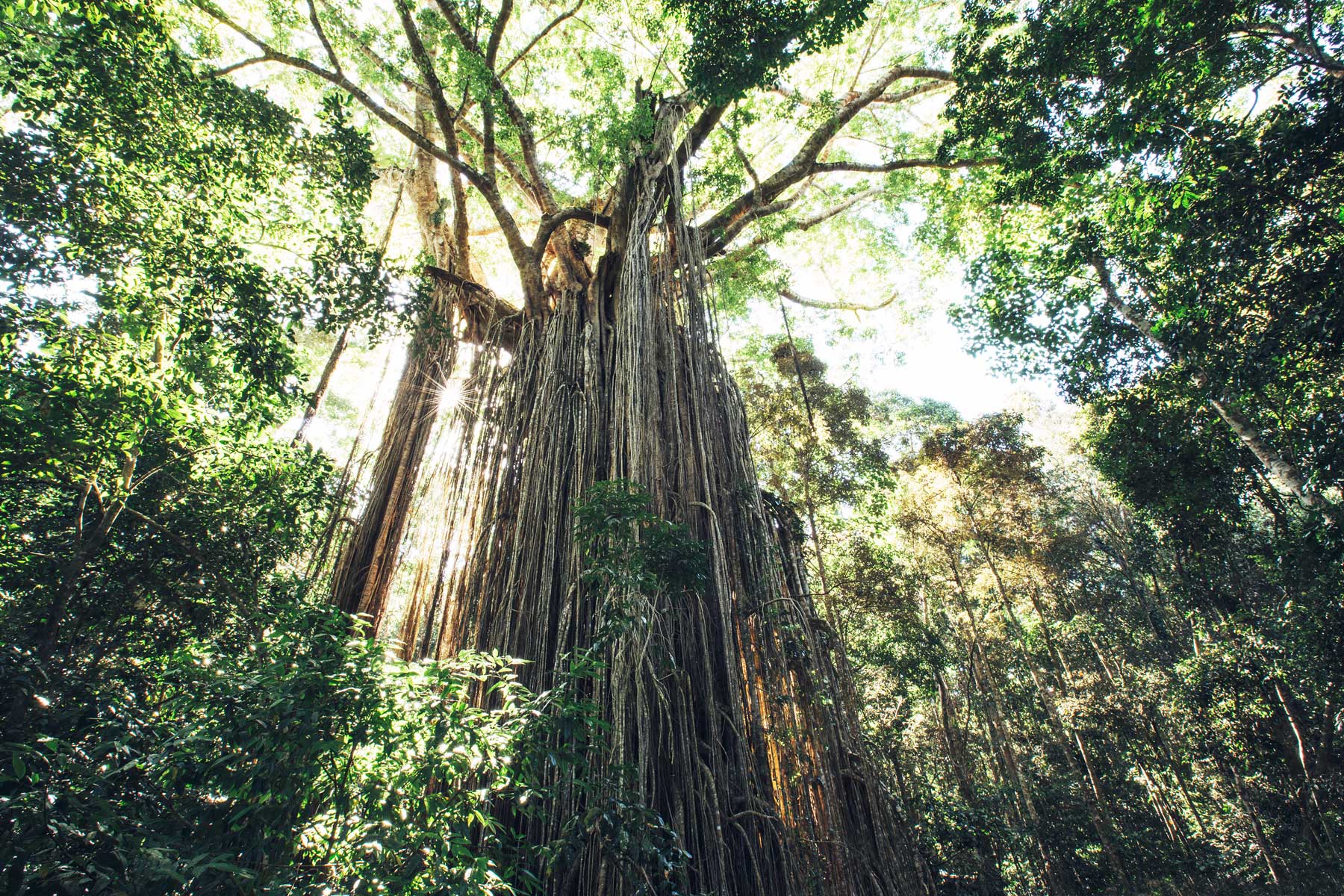 Curtain Fig Tree, Tablelands, Queensland