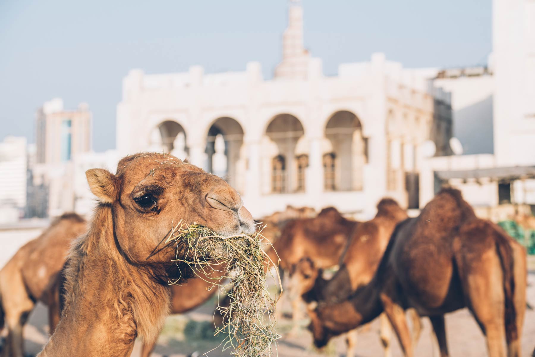 Chameaux, Souq Waqif, Doha