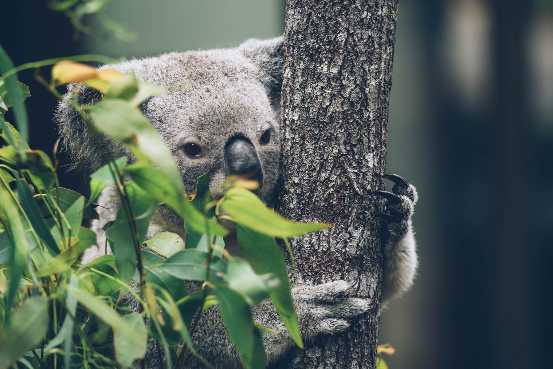 Ou voir les koalas à Brisbane: Daisy Koala Centre