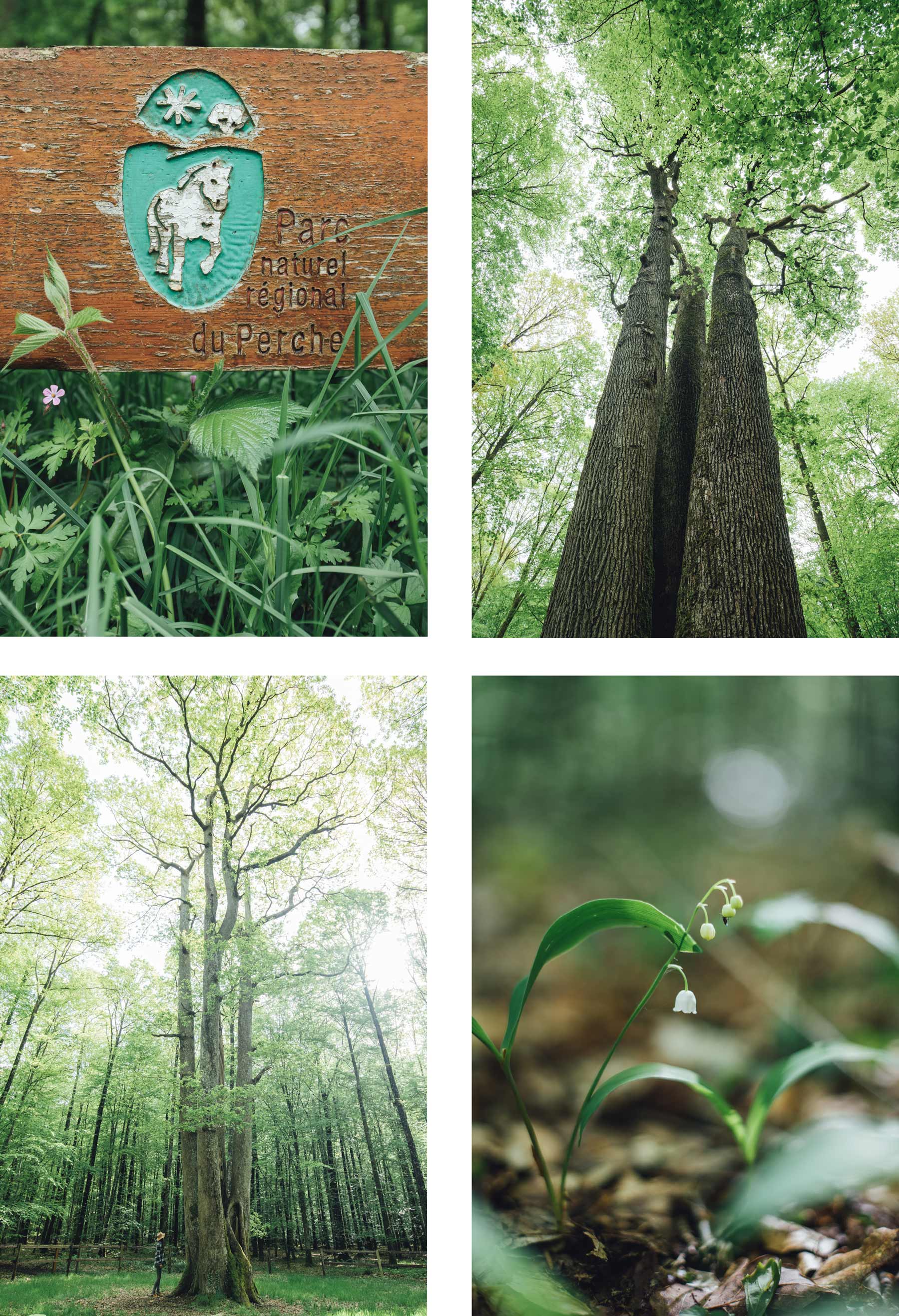 Forêt de Senonche, Perche, Eure et Loir