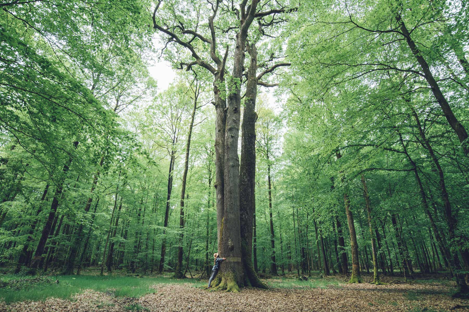 Chêne Les trois frères, Forêt de Senonche, Eure et Loir