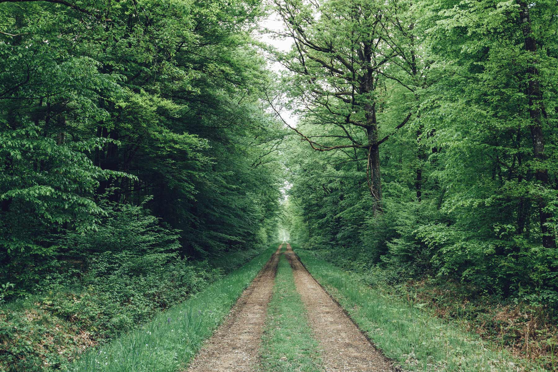 Le Perche, Forêt de Senonches