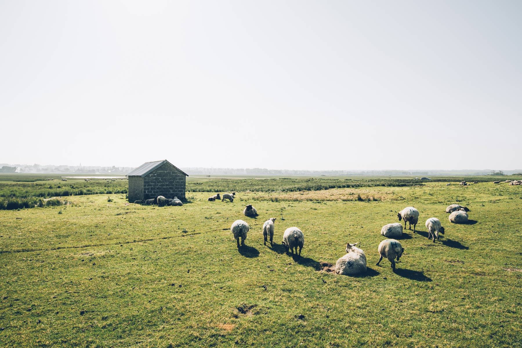 Moutons, Havre de la Vanlée