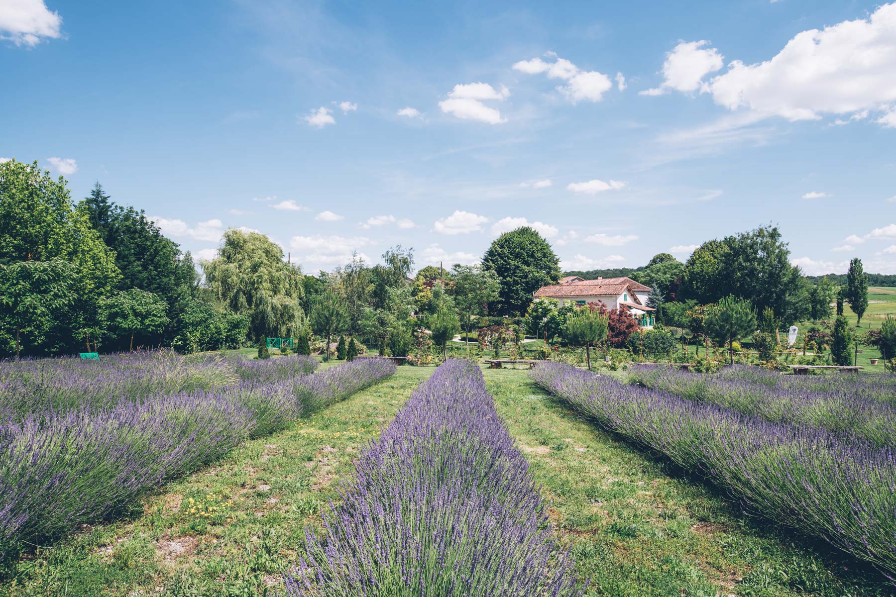 Champs de Lavande en Charente