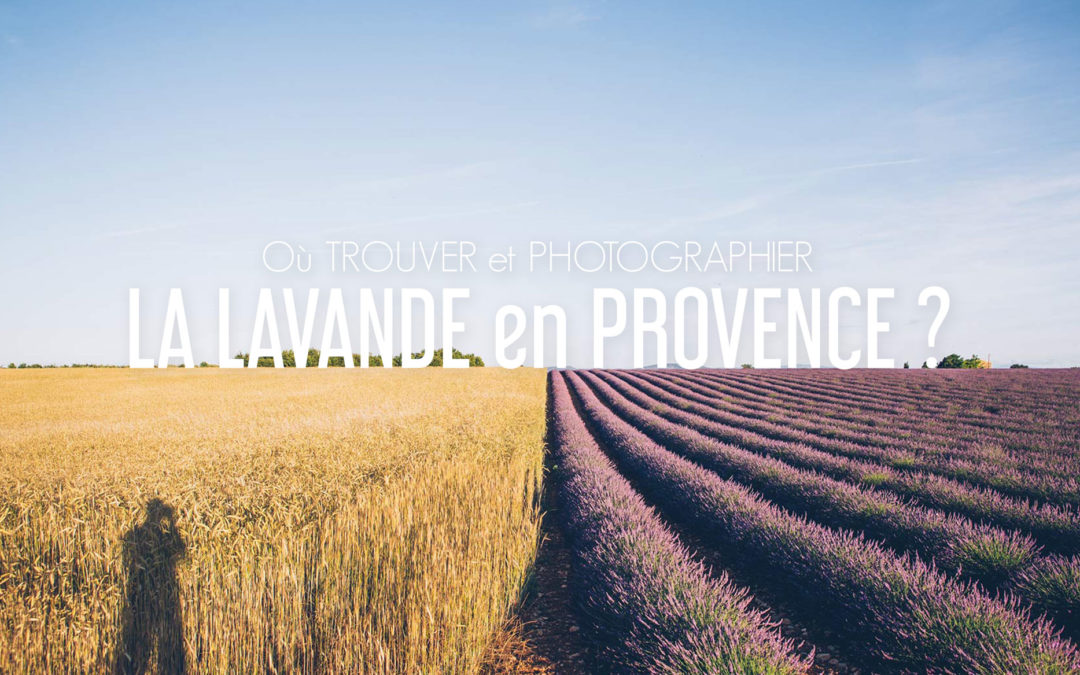 Ou Trouver Et Photographier La Lavande En Provence