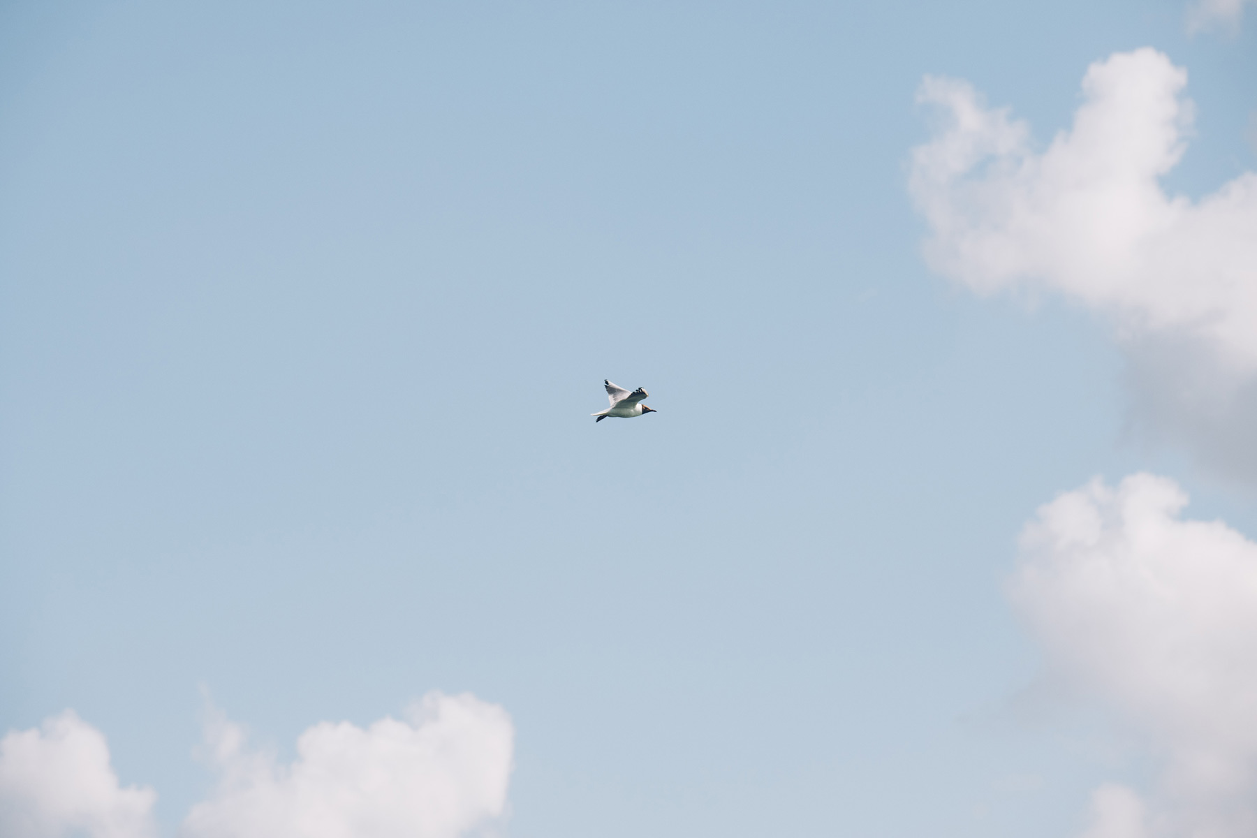 Oiseaux Tarn et Garonne