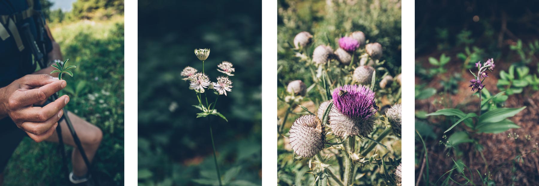 Fleurs du massif du Jura