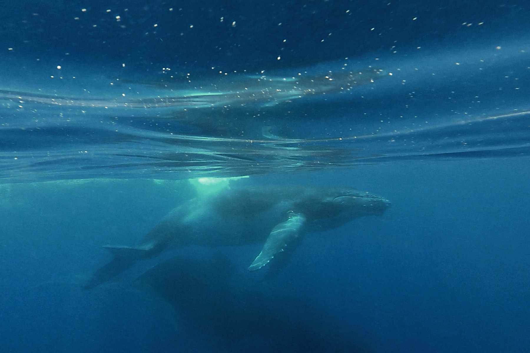 Baleine Mayotte