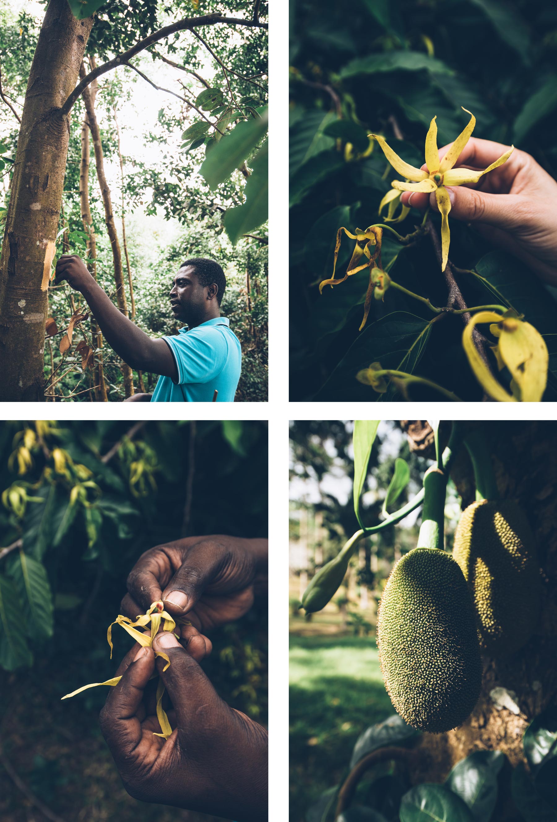 Champs d'Ylang Ylang