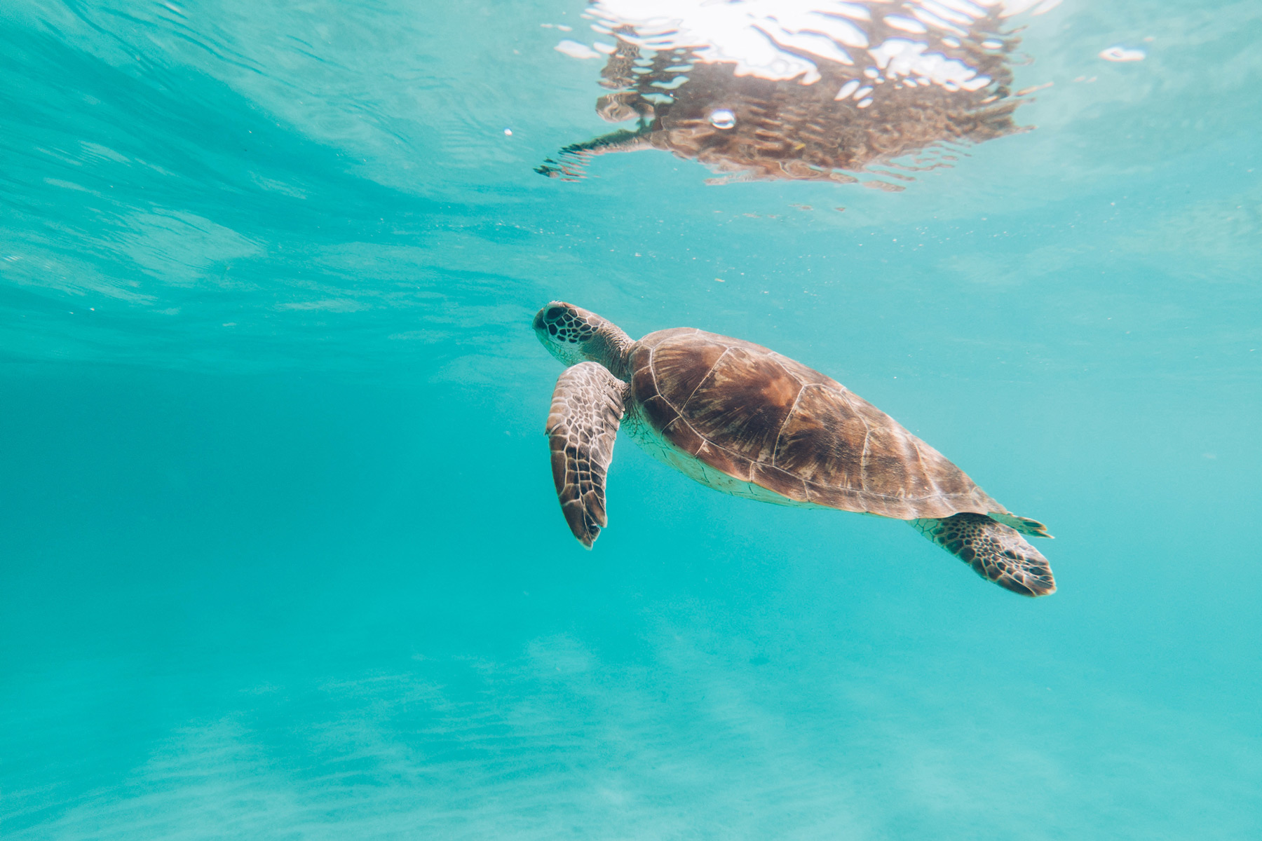 Tortue, plage NGouja, Mayotte