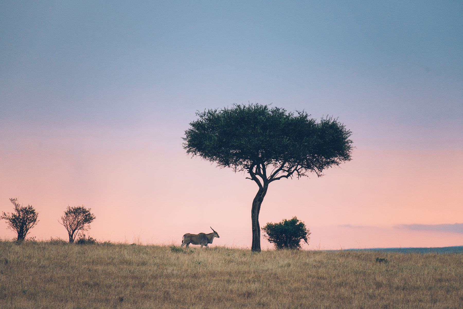 Parc National Masai Mara, Kenya