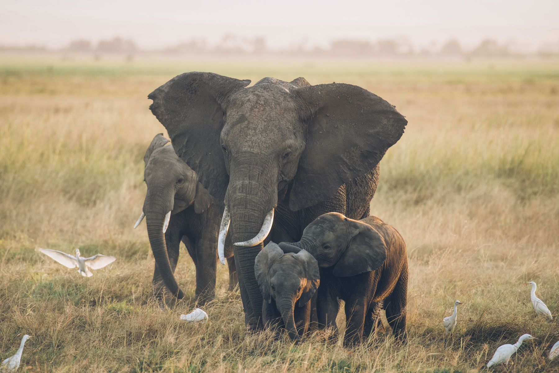 Safari, Conseils Photo