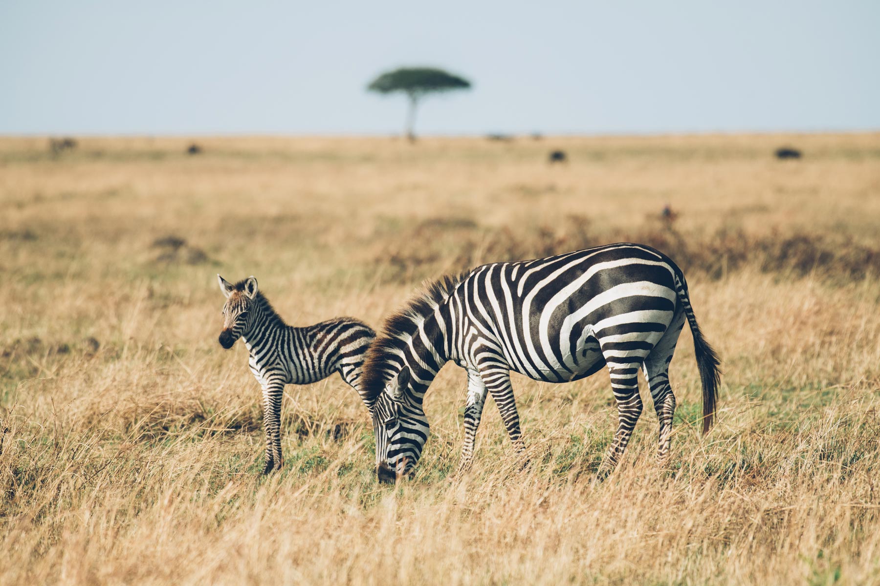 Bébé Zèbre, Kenya, 2018