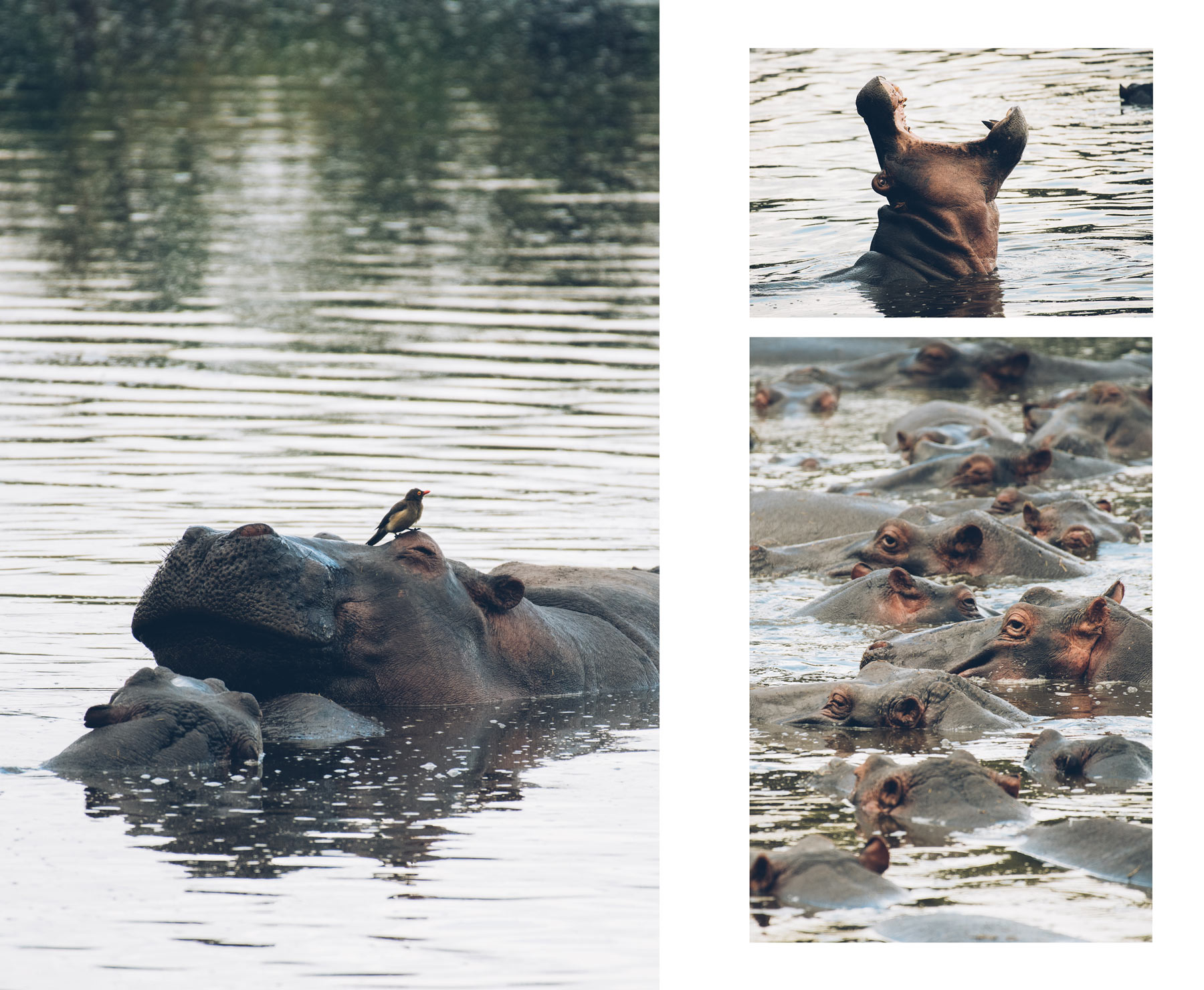 Hippopotames, Keekorok Lodge, Masai Mara