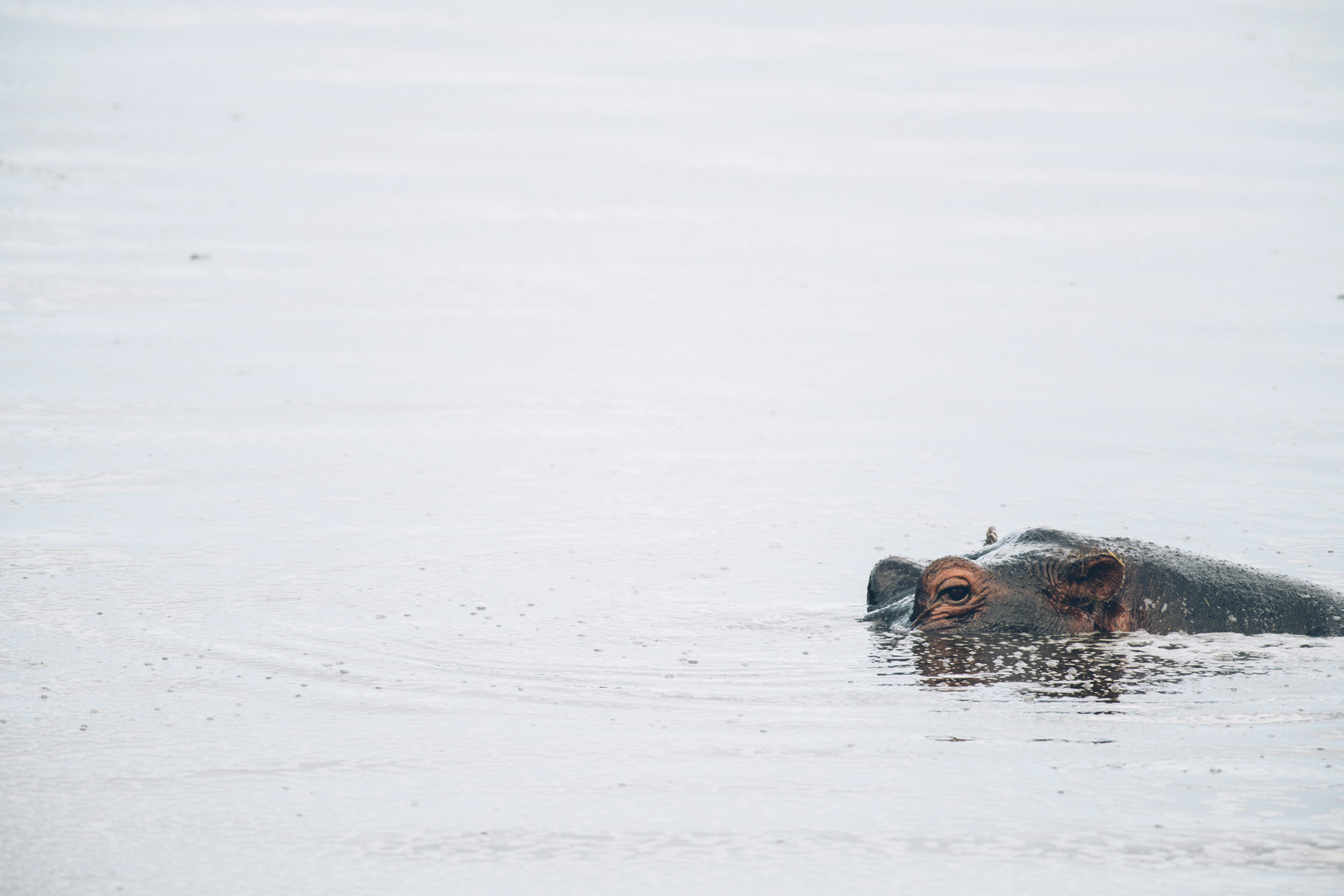 Hippopotames, Keekorok Lodge, Masai Mara, Kenya