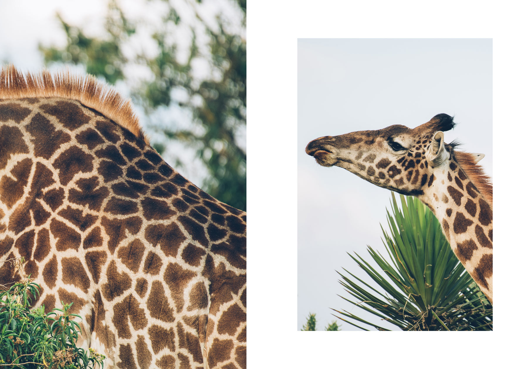 Girafes, Kenya