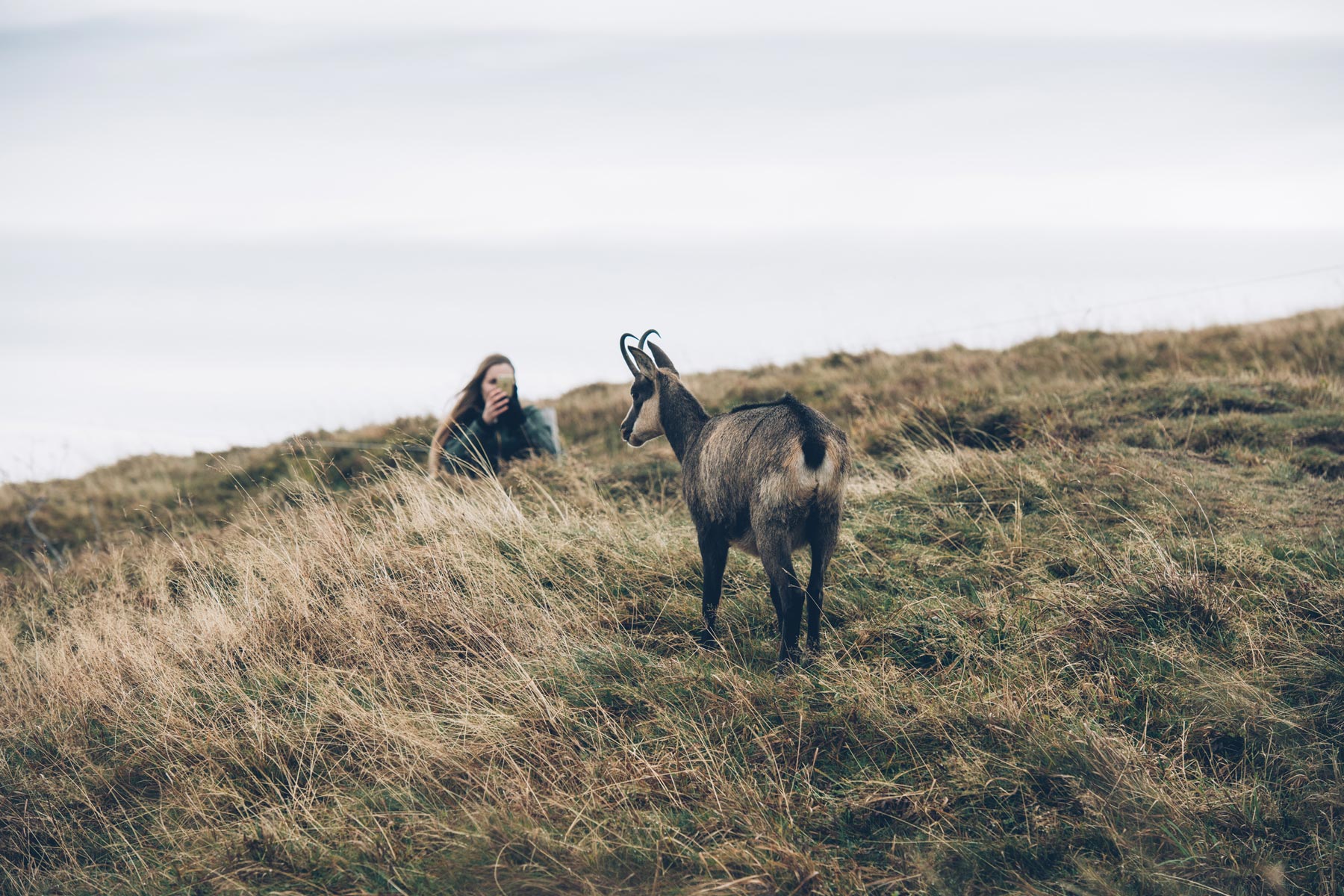 Voir des Chamois en liberté dans les Vosges en Alsace