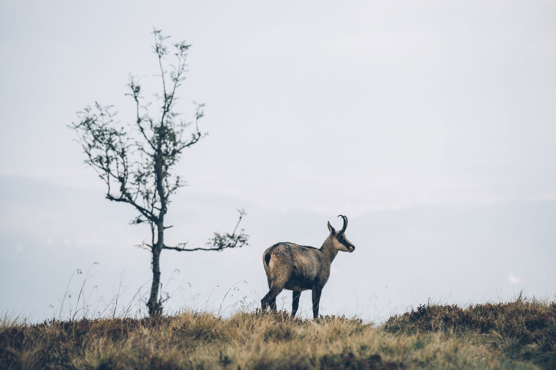 Où voir des chamois en France? En Alsace