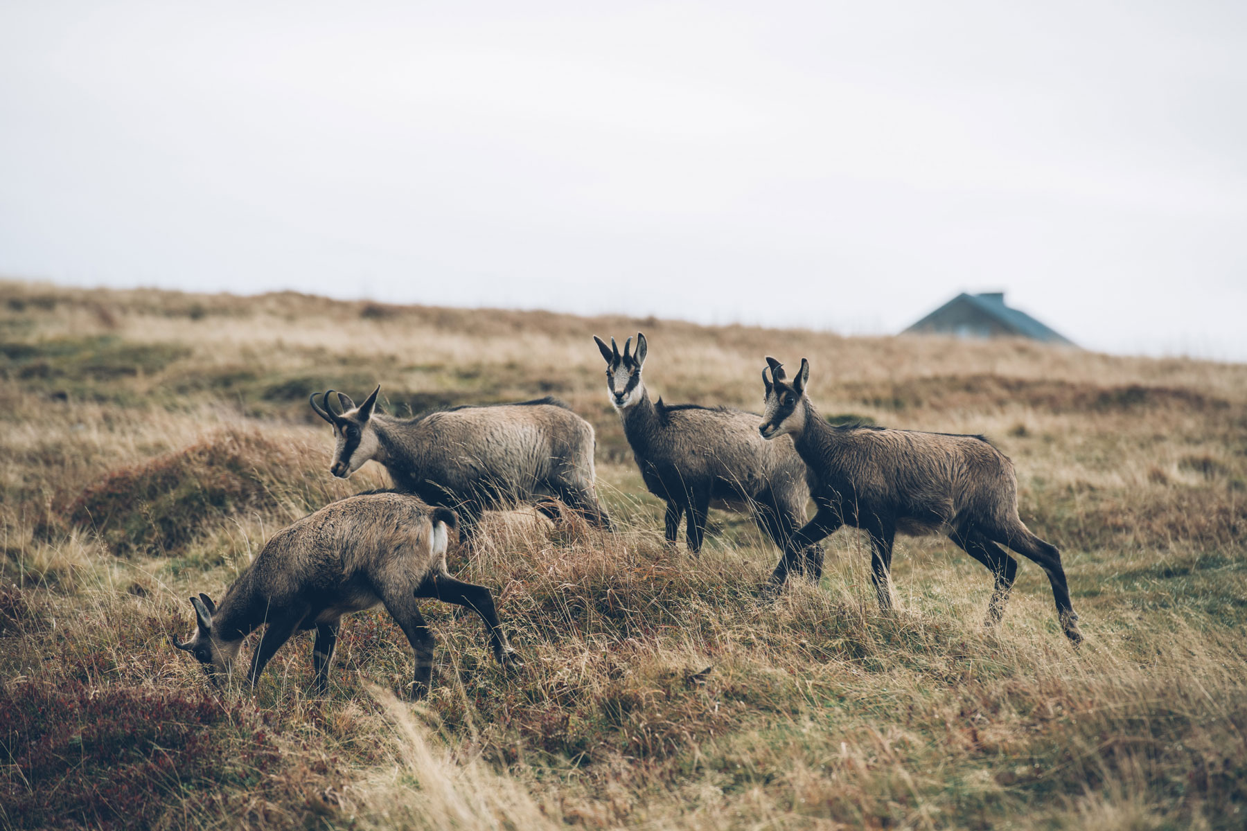 Chamois près du Hohneck, Alsace