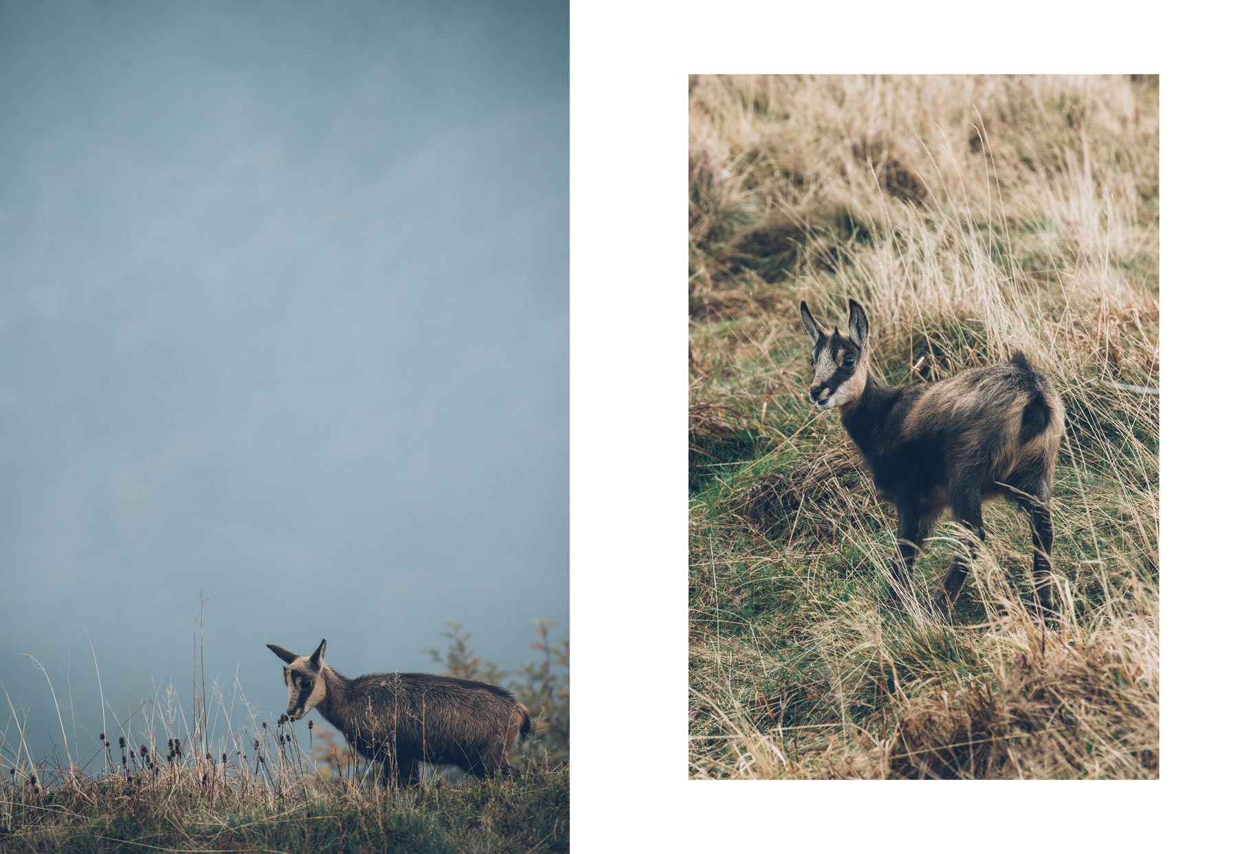 Où voir des chamois en France? En Alsace dans les Vosges