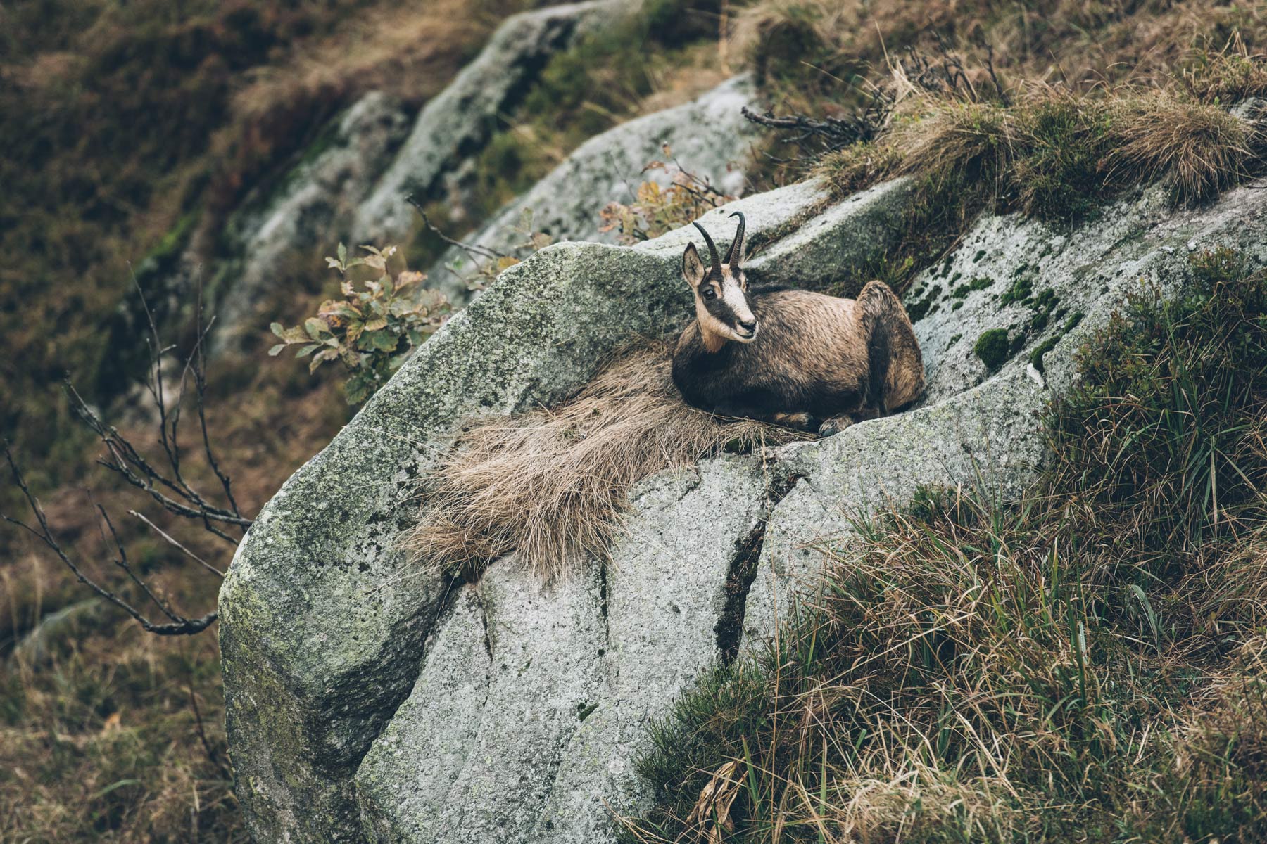 Chamois près du refuge des trois fours