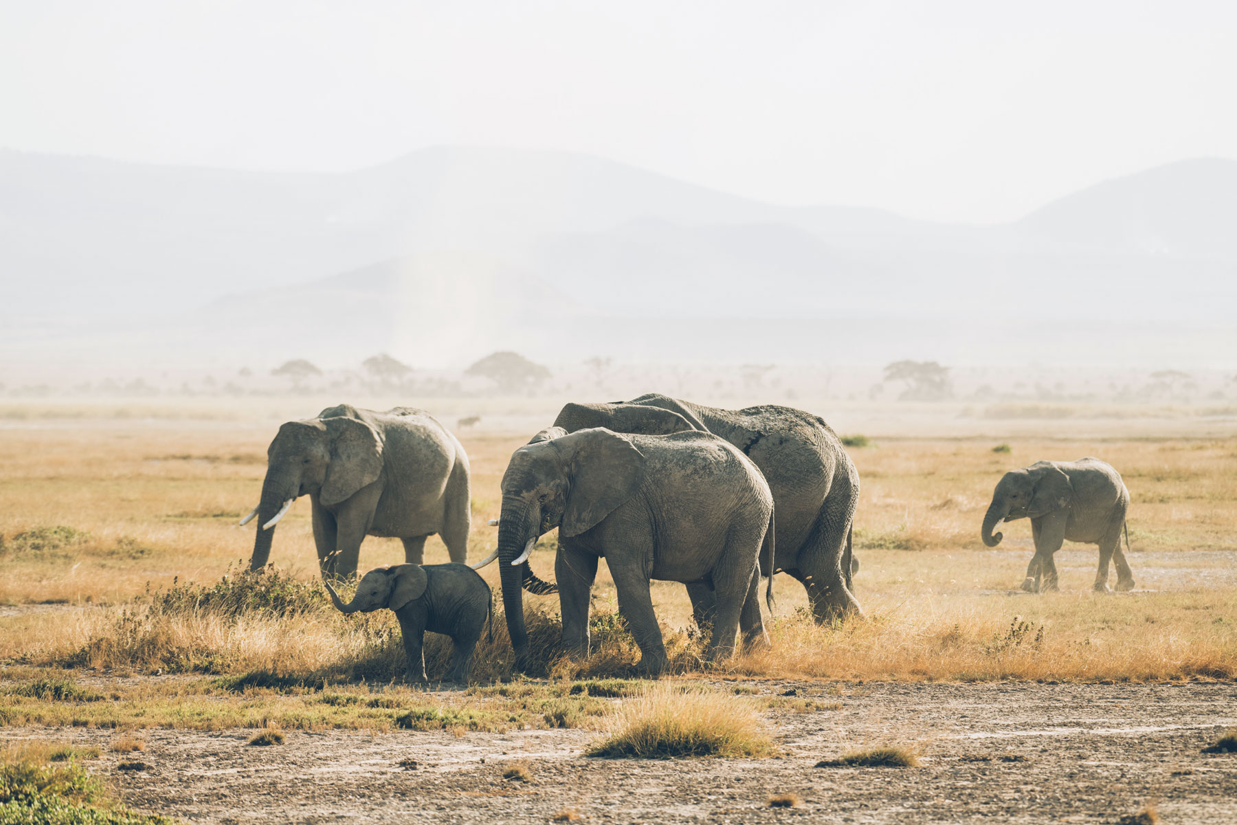 Où voir les Eléphants en Afrique: Parc National Amboseli, Kenya