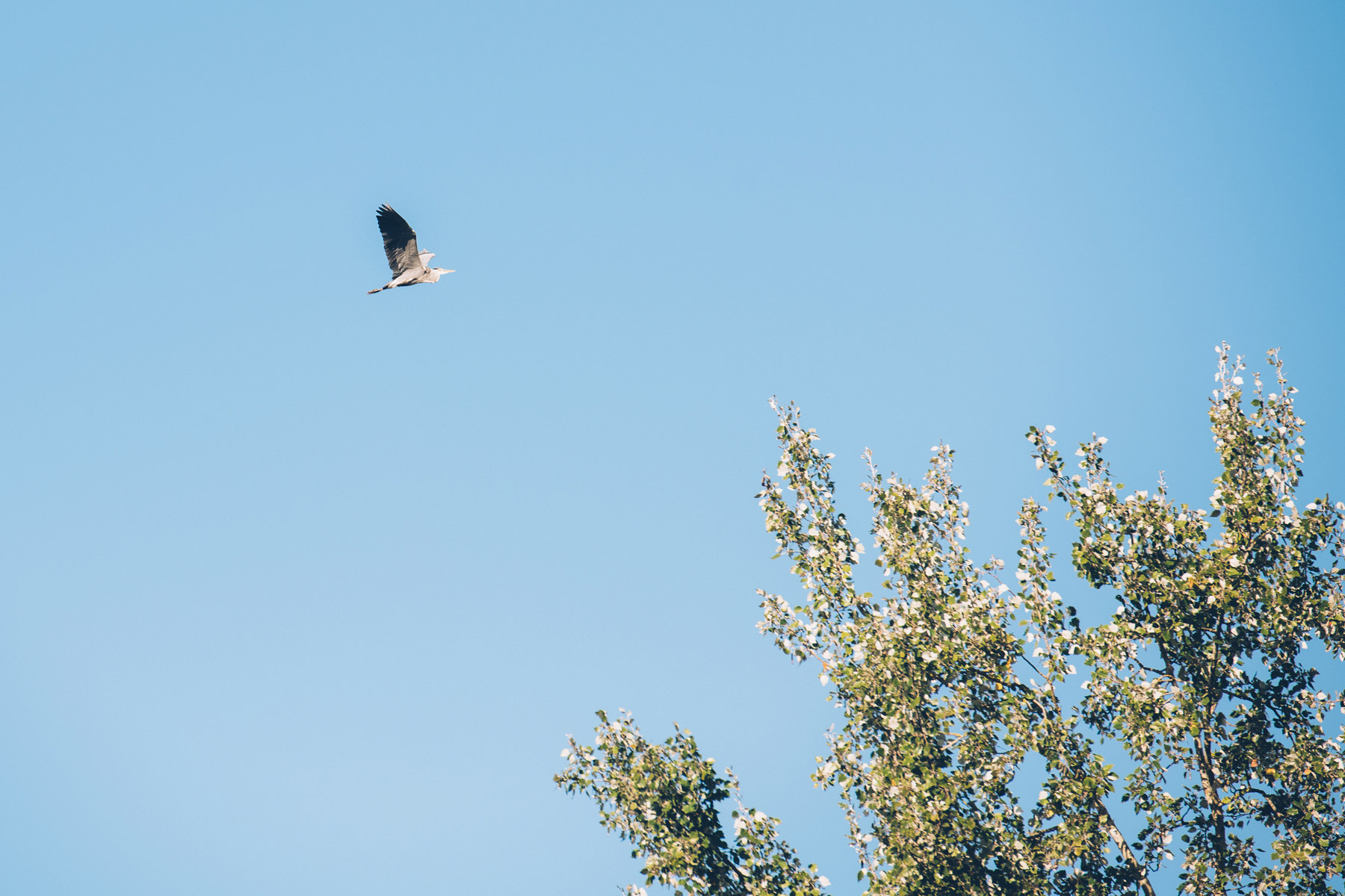 Heron, Ile de Rhinau