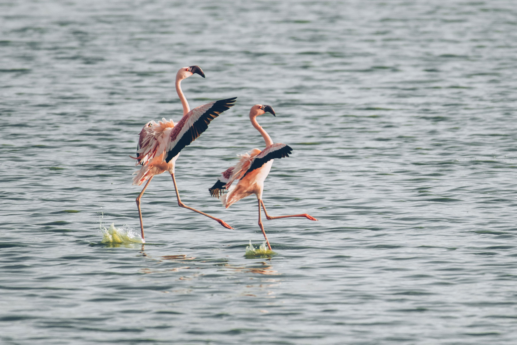 Flamants Roses, Parc National Amboseli, Kenya