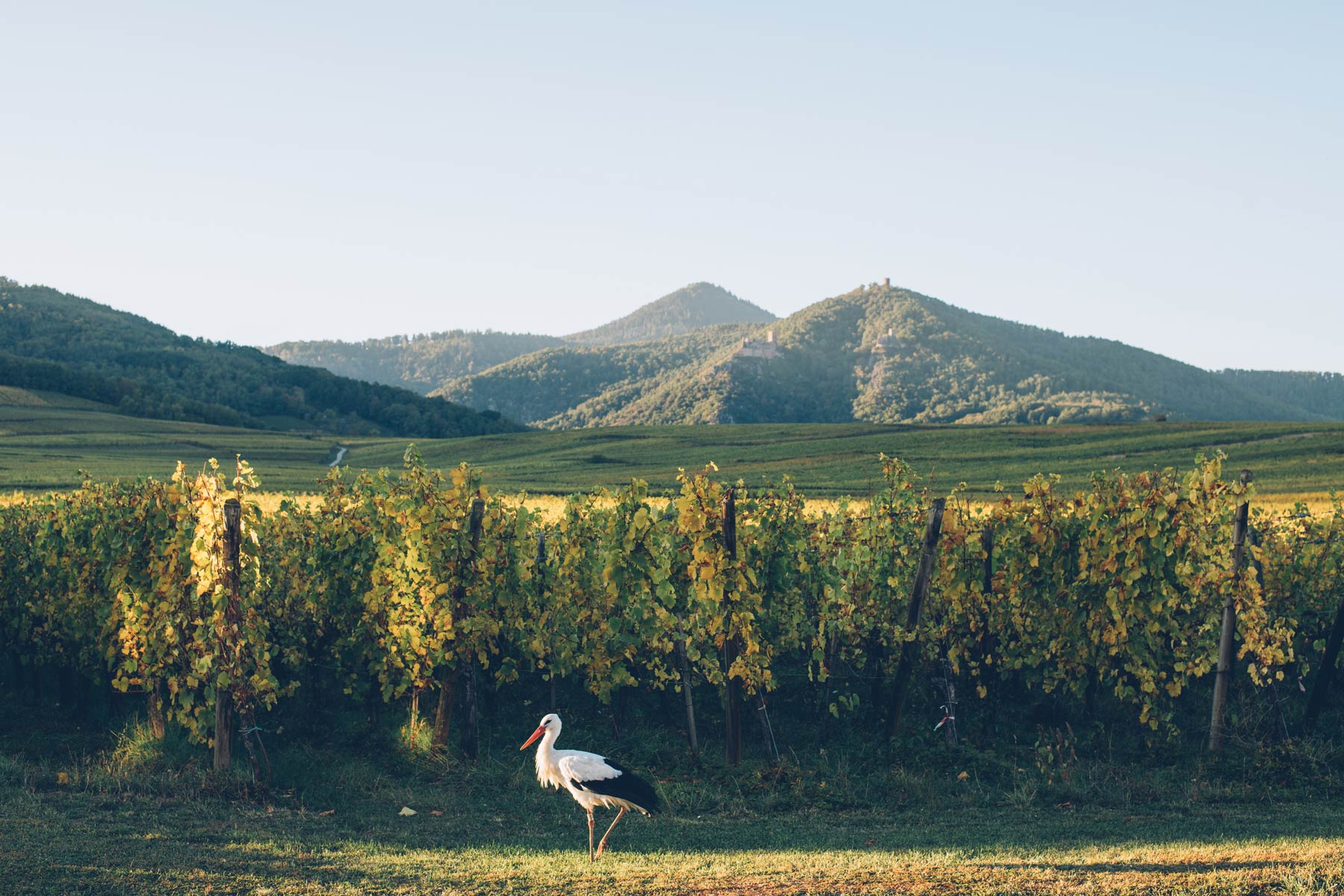 Cigogne sur le bord de la route en Alsace