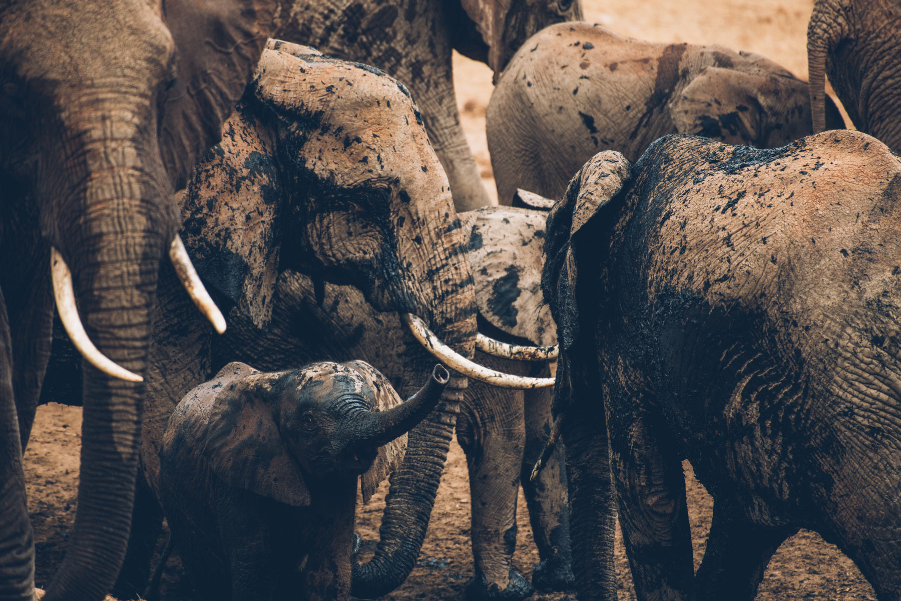 Safari Elephants, Kenya