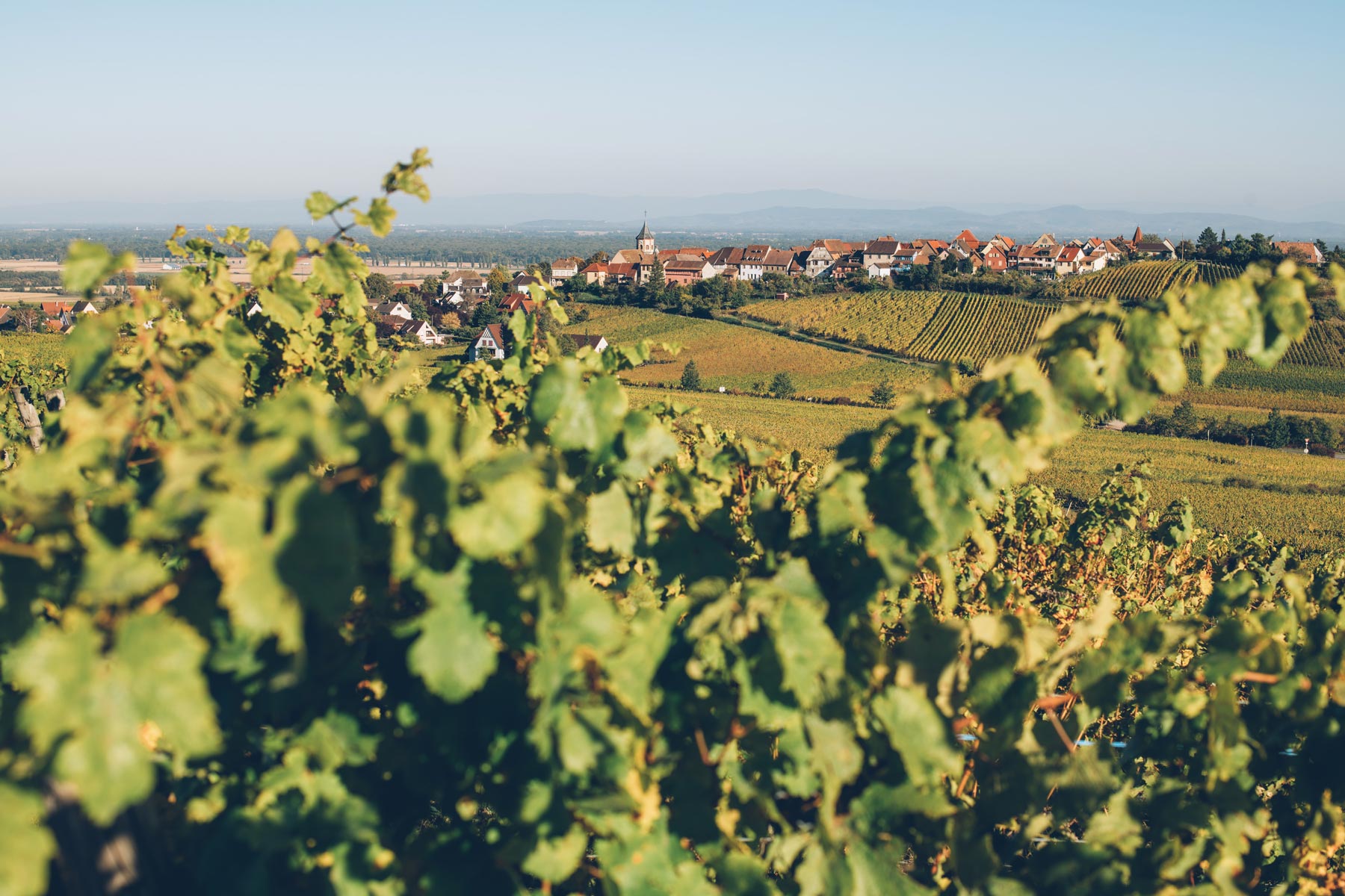 Zellenberg, Alsace