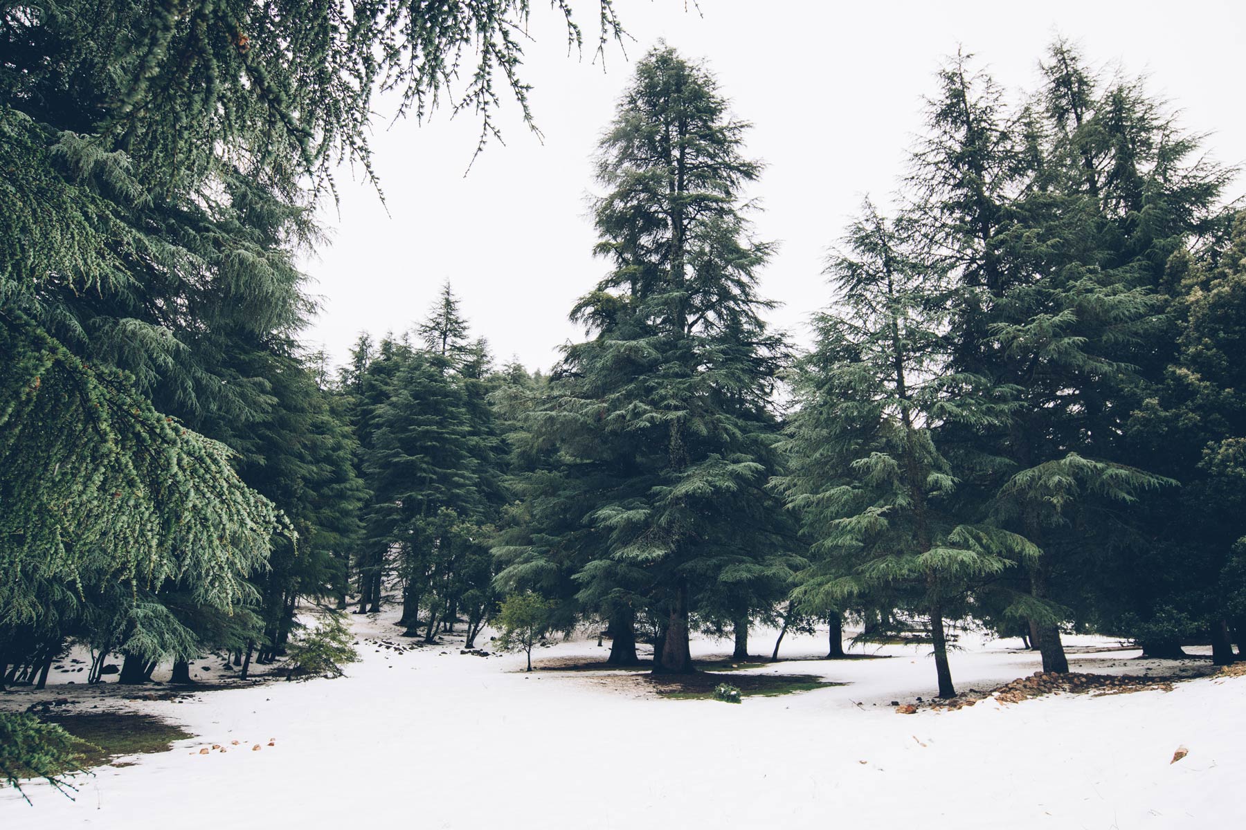 Forêt de cèdres au Maroc, Ifrane