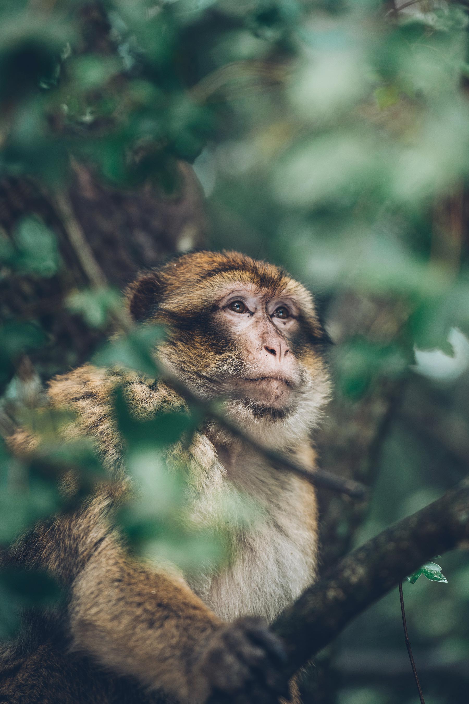 Singes Maroc